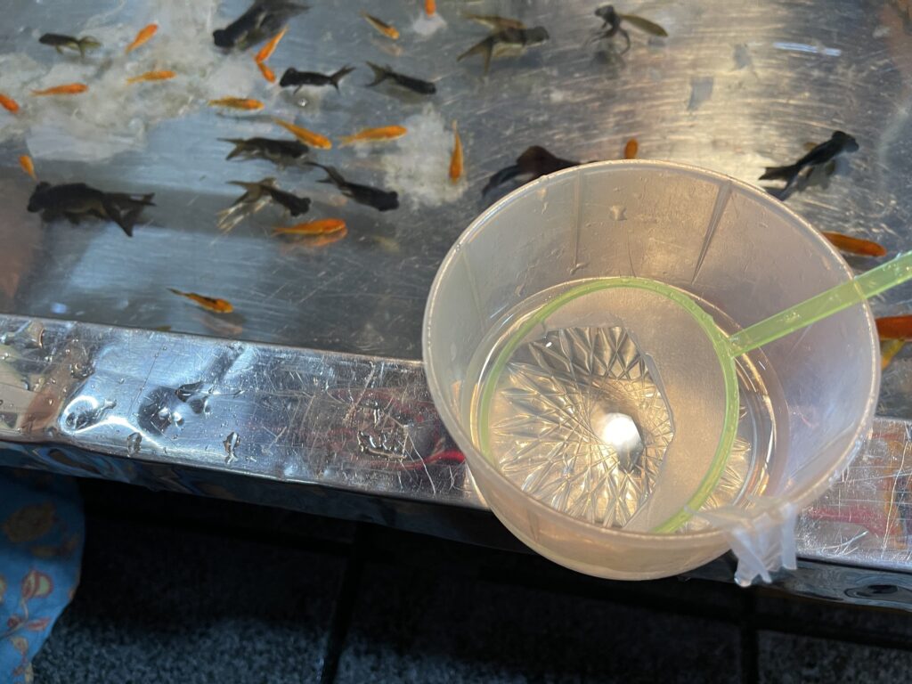 金魚すくいで一匹も撮れず惨敗